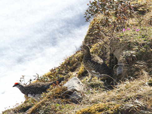 Gute Tarnung der Alpenschneehühner im Sommerkleid